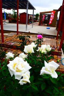 DSC_0043.JPG